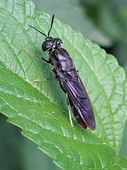 Hermetia illucens
