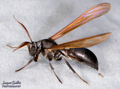 Pseudosphex ichneumonea