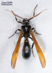 Pseudosphex ichneumonea