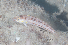Parapercis lineopunctata