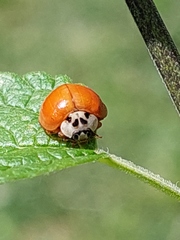 Harmonia axyridis