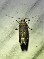 Chionodes discoocellella