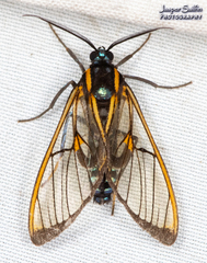 Cosmosoma joavana