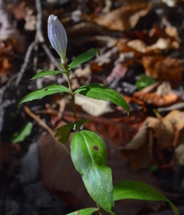 Gentiana decora