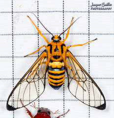 Gymnelia