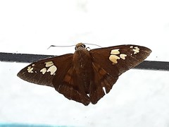 Nascus phocus