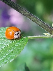 Harmonia axyridis