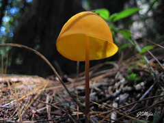 Hymenogloea papyracea