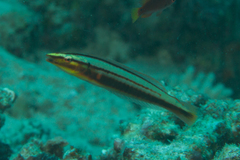 Hologymnosus doliatus