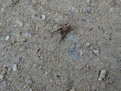 Diestrammena unicolor