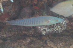 Hologymnosus doliatus