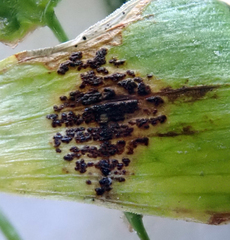 Puccinia myrsiphylli
