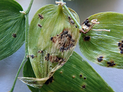 Puccinia myrsiphylli