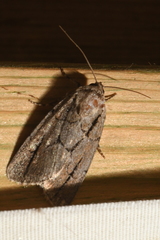 Sympistis dinalda