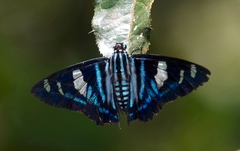 Jemadia hewitsonii