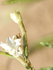 Nicotiana paa