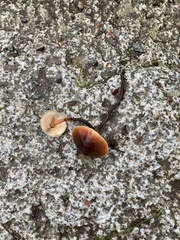 Macrocystidia
