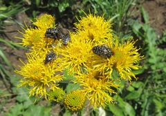 Berkheya umbellata