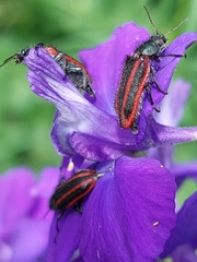 Astylus quadrilineatus