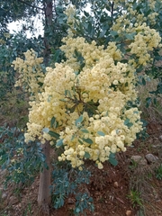 Acacia caerulescens