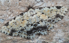 Sandava scitisignata