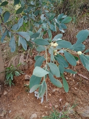 Acacia caerulescens