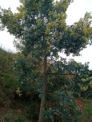 Acacia caerulescens