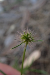 Opercularia vaginata