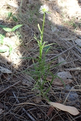 Opercularia vaginata