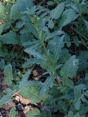 Camissoniopsis intermedia