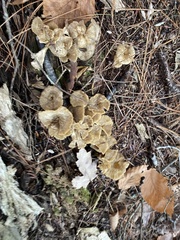Craterellus lutescens