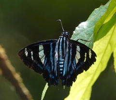 Jemadia hewitsonii