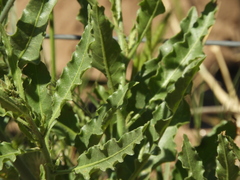 Nicotiana paa