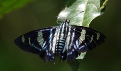 Jemadia hewitsonii
