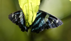 Jemadia hewitsonii