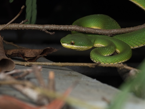 White-lipped Tree Viper, Trimeresurus albolabris