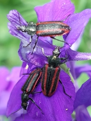 Astylus quadrilineatus