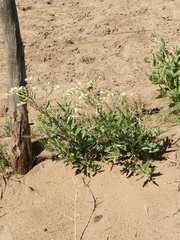 Nicotiana paa
