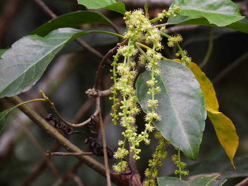 Claoxylon tenerifolium in life