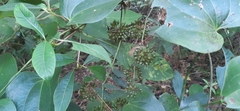 Smilax subpubescens