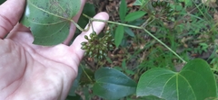 Smilax subpubescens
