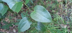 Smilax subpubescens
