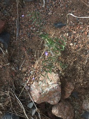 Evolvulus arizonicus