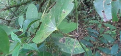 Smilax subpubescens