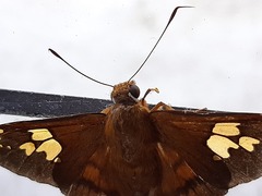 Nascus phocus