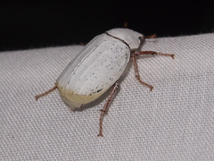 Cyphochilus apicalis