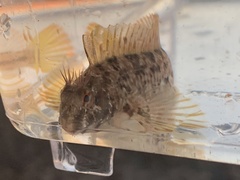 Hypsoblennius gilberti