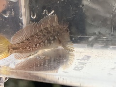 Hypsoblennius gilberti