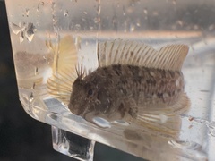 Hypsoblennius gilberti