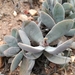 Fat Stonecrop - Photo (c) Adriaan Grobler, some rights reserved (CC BY-NC), uploaded by Adriaan Grobler